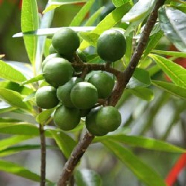 Rudraksha Plant (रुद्राक्ष), Elaeocarpus ganitrus